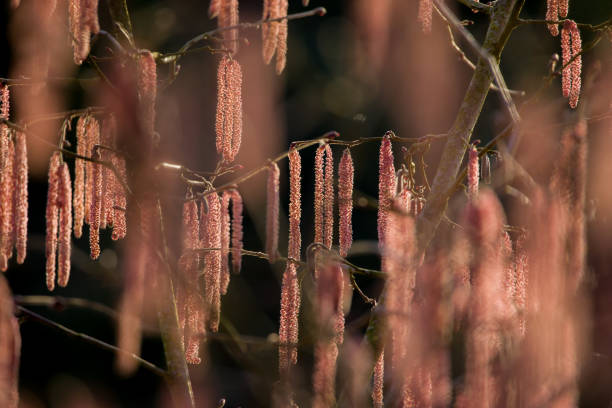 early-blooming pollen