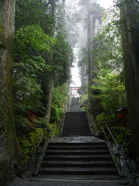 istock Woodland. Stairs. Nature, greenery. 2204568759