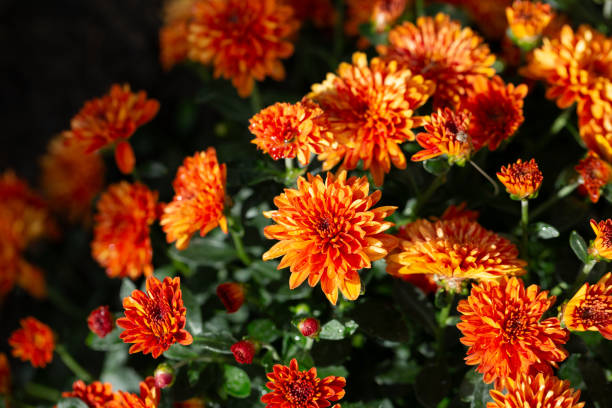 istock Chrysanthemum multiflora Conaco Orange on a green background close up 2204568850