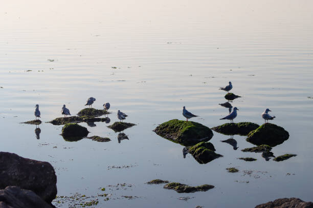Seagulls over sea at İzmir