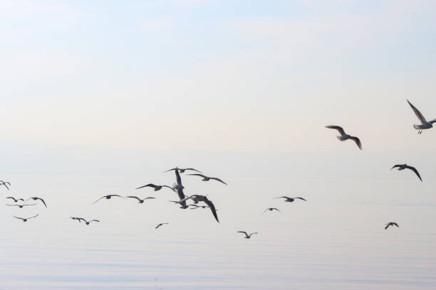 istock Seagulls over sea at İzmir 2204569058