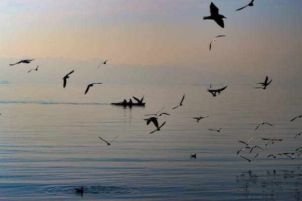 istock Seagulls over sea at İzmir 2204569589