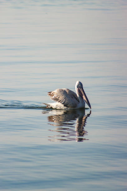 Flamingo over sea at İzmir