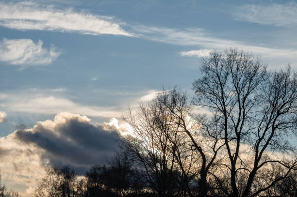 istock Silhouettes of trees against the sky with clouds. 2204570156