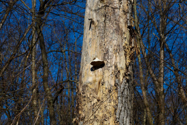 A dry tree in the forest with a fungus growing on it. The tree has damaged bark and exposed wood. The fungus has a white cap and grows on the tree trunk.