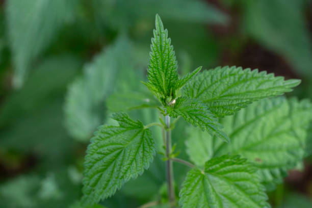 istock Close view on the green young Nettle leafs Nettle leaf 2204571513