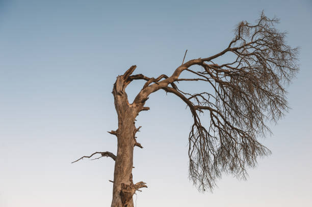 Dry tree stands alone against a pale blue sky, its brittle branches creating a dramatic silhouette