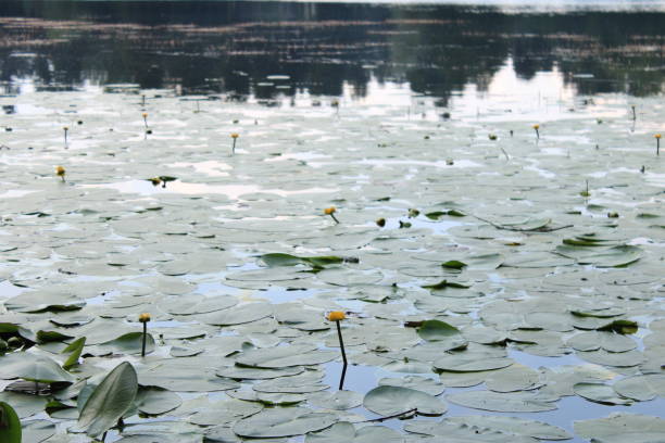 Lotus Flowers On The Lake Golcuk . High quality photo