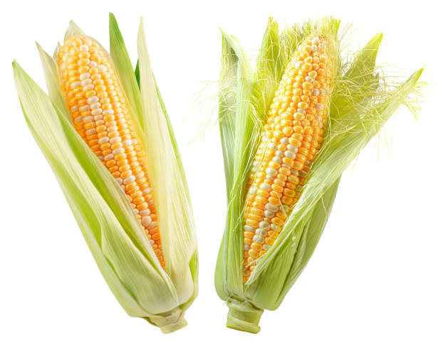 istock set of corn ears isolated on white background 2204573931