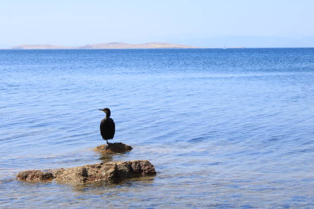 Sun Bath Of The Cormorant On The Rocks. High quality photo