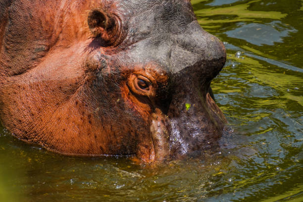 nijlpaard in de nijl murchison falls national parc oeganda