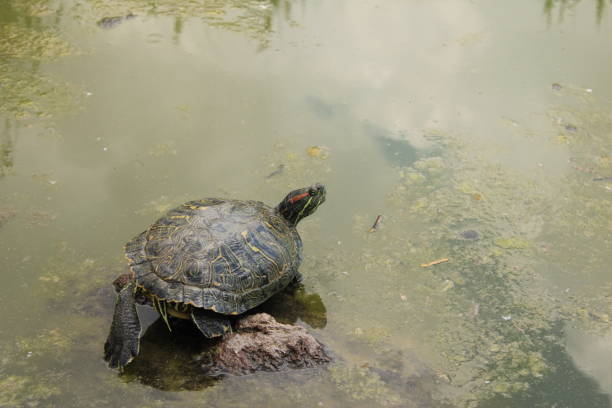 istock Freshwater turtle having sunbath in the park 2204576782