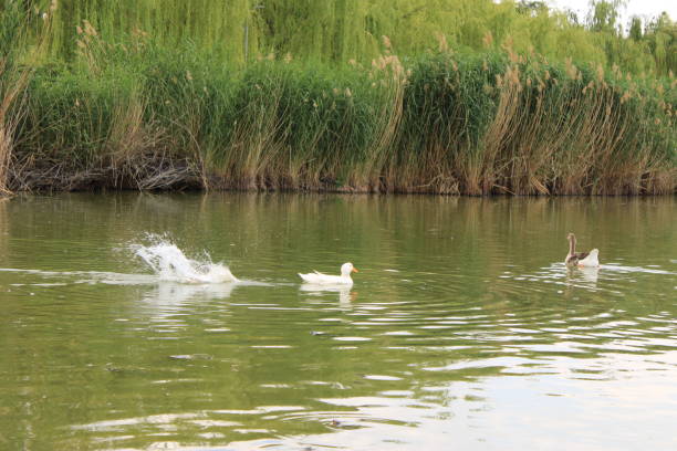 istock geese swimming on the lake 2204578004