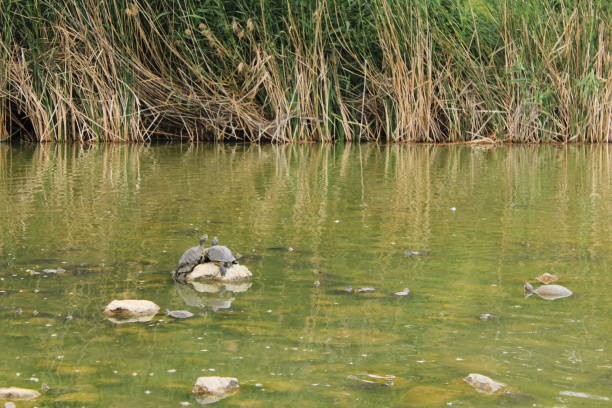 Freshwater turtle having sunbath in the park. High quality photo