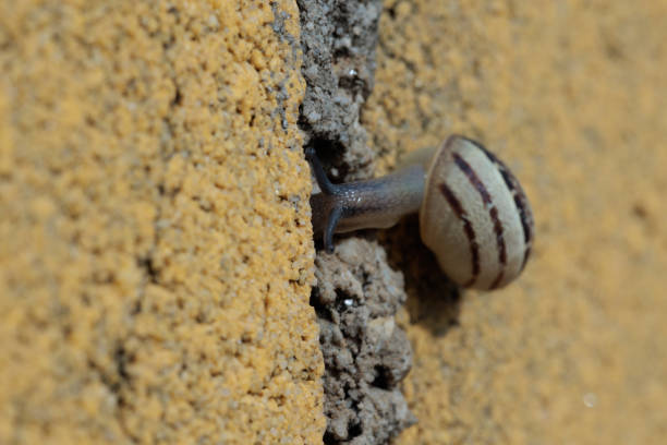 Close-Up of Brown Snail Crawling on Rough Concrete Surface in Natural Light.