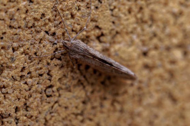 Small moth resting on a rough stone surface, showcasing its delicate features and natural camouflage