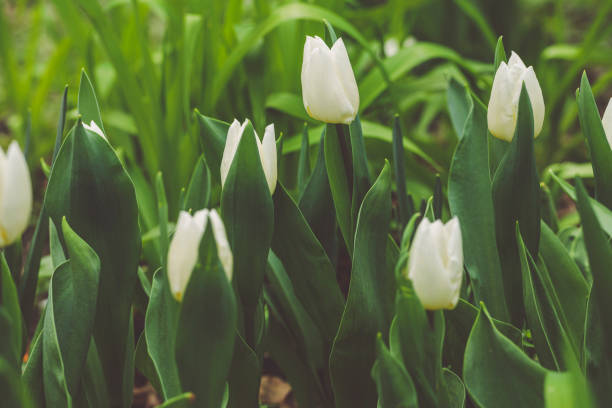 Tulip flower spring background