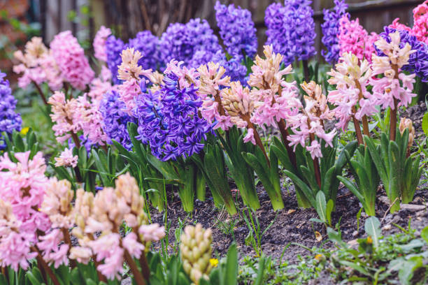 istock Flowers in the garden 2204582681