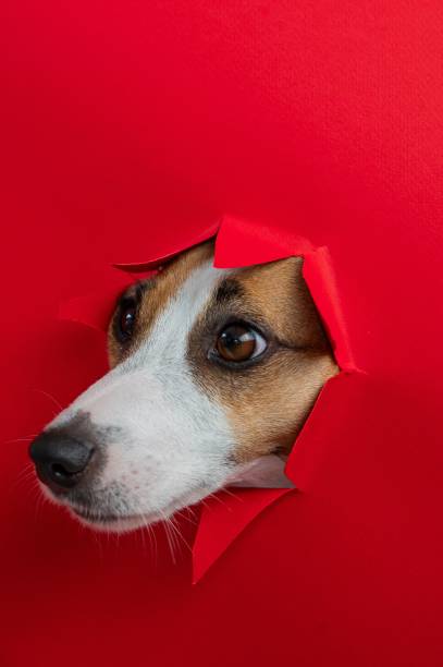 Urban portrait of small red dog