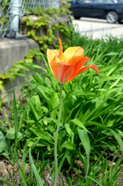 istock Tulip flower on garden day 2204584558