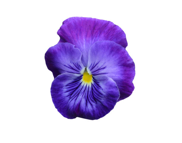 istock A purple pansy flower isolated white 2204584591