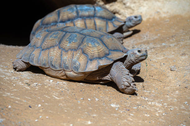 istock Three tortoises relax near their burrow in a warm, sandy environment in Morocco. 2204585184
