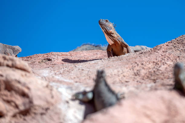 Lizard perched on rocky surface soaking up sunlight against a vibrant blue sky.