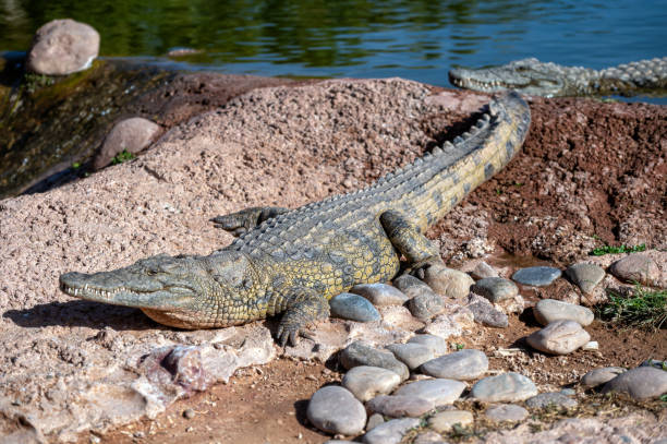 istock Large crocodile basking by the riverbank in Morocco during daytime 2204585580