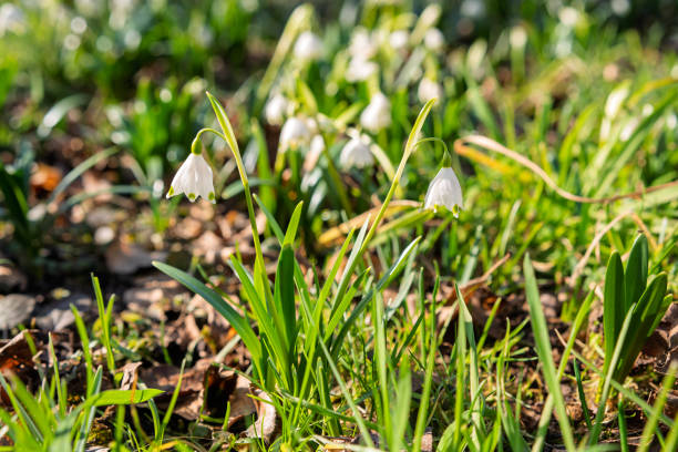 Snowdrops in the garden from close up and low angle, differentiated depth of field, freshly blooming flowers in the garden in early spring