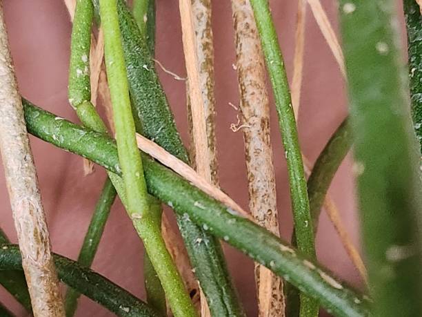 istock The noodle cactus (Rhipsalis teres) has trailing stems that resemble green threads, creating a unique effect when grown in hanging pots. Besides its exotic look, this plant is low-maintenance and adapts well to shaded indoor environments. 2204586633