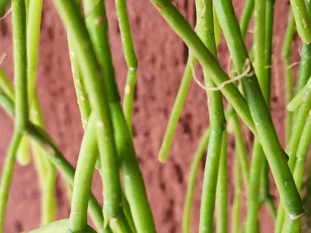 istock The long, thin stems of the noodle cactus (Rhipsalis teres) create a delicate and elegant visual effect. As an epiphytic plant, it thrives on trees and rocks, making it an excellent choice for tropical-themed decorations and vertical gardens. 2204586638