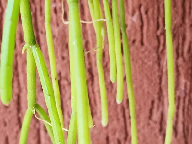 istock Rhipsalis teres, known as the noodle cactus, is a spineless epiphytic cactus with cylindrical, trailing stems. Its small white flowers add a special charm to the plant, making it ideal for indoor gardens and hanging arrangements. 2204586647