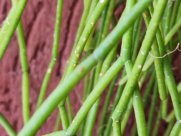 istock The noodle cactus (Rhipsalis teres) forms a dense network of flexible green stems. Naturally growing on trees and rocks, it adapts well to hanging pots, where its delicate appearance and easy care make it an excellent ornamental choice. 2204586652