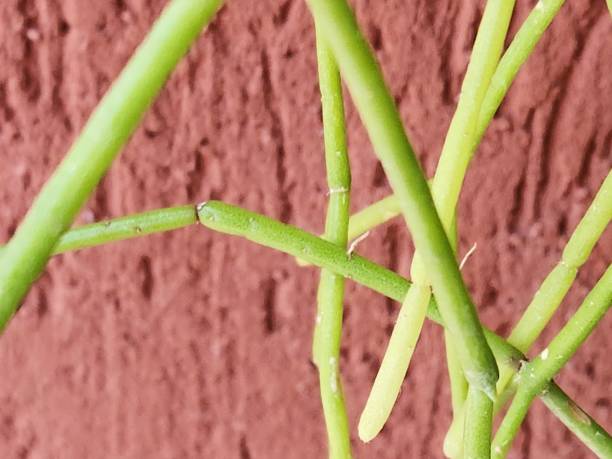 istock Rhipsalis teres, with its cylindrical and trailing stems, is an excellent choice for decorating shaded balconies and indoor spaces. This tropical epiphytic plant stands out for its flowing growth and resilience, making it ideal for low-light conditions. 2204586661