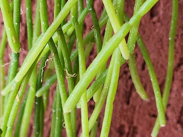 istock The noodle cactus (Rhipsalis teres) spreads with long, cylindrical, trailing stems. With little need for direct sunlight, it is perfect for hanging gardens, adding a touch of wild elegance to indoor and outdoor spaces. 2204586674