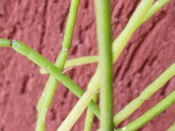istock The thin, trailing structure of the noodle cactus (Rhipsalis teres) makes it ideal for hanging arrangements and vertical gardens. Its small, subtle flowers emerge along the stems, adding a delicate and charming touch to its tropical appearance. 2204586678