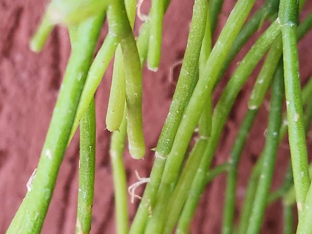 istock The noodle cactus (Rhipsalis teres) is known for its delicate, trailing growth. With fine, branched stems, it forms a unique ornamental tangle. Easy to care for, it requires little direct sunlight and thrives in humid indoor environments. 2204586684