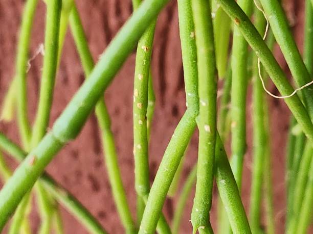 istock The noodle cactus (Rhipsalis teres) has a trailing and elegant growth, perfect for hanging pots. Its thin, cylindrical stems naturally intertwine, creating an exotic ornamental effect, ideal for bringing a tropical touch to any environment. 2204586687