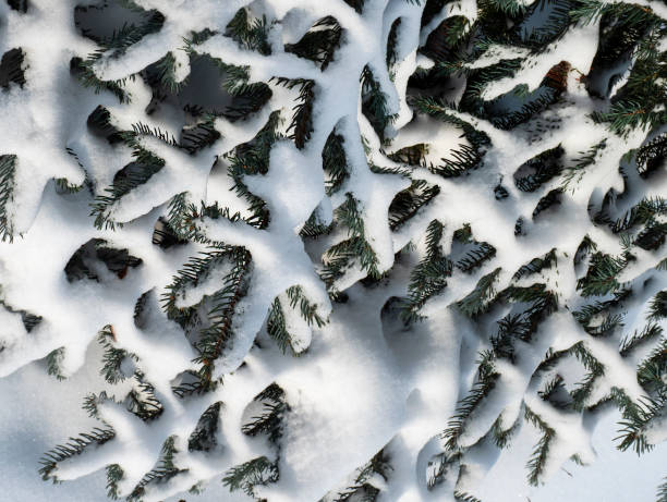 istock Snow cover of spruce branches. 2204588587