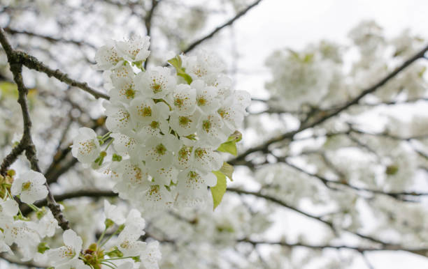 Cherry tree blooms with white flowers in early spring in the garden with blurred background