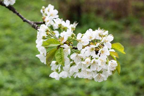 istock Cherry tree blooms with white flowers in early spring in the garden 2204589099
