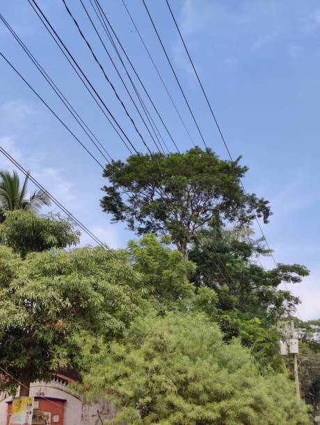 istock Beautiful trees in a tropical park on a sunny day. 2204591005