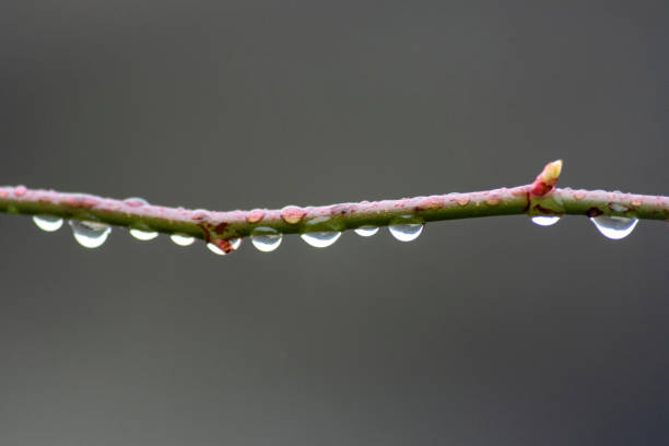 Water drops hanging from a thin branch after the rain