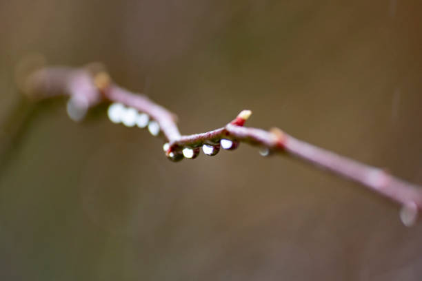 Macro  branches of Lavender bush