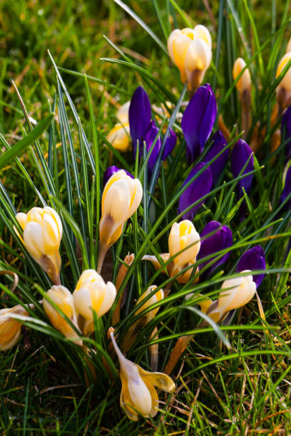 Beautiful crocus flowers in a garden in spring