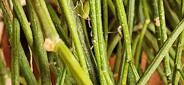 istock With thin, arching stems, the noodle cactus (Rhipsalis teres) forms a lush green tangle with a strong ornamental effect. Adapted to humid, shaded climates, this epiphytic cactus is resilient and can be grown in hanging pots and tropical terrariums. 2204591887
