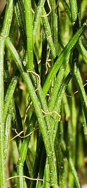 istock Rhipsalis teres is a perfect hanging plant to create a wild and lush effect. Its long, thin stems form a delicate green mesh, making it an ideal choice for tropical decorations and sophisticated indoor arrangements. 2204591932