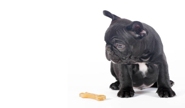 istock french bulldog puppy and bone isolated on white. copy space 2204594718