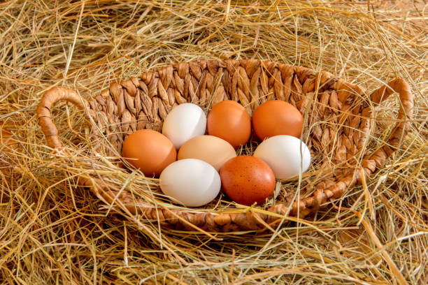 istock Fresh chicken eggs in a basket in the hay 2204597535