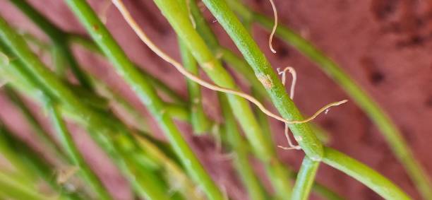istock Rhipsalis teres has long, thin stems that trail down, offering natural charm to environments. It is perfect for tropical interiors or shaded spaces where humidity is constant. 2204599549